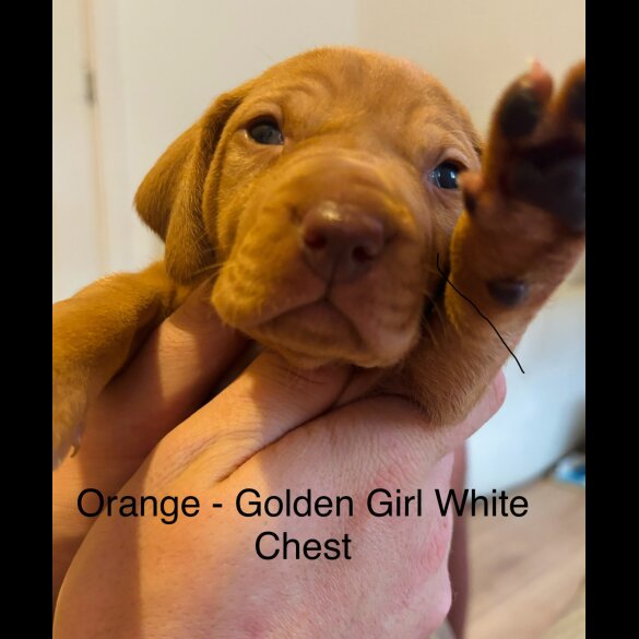 Hungarian Vizsla - Both