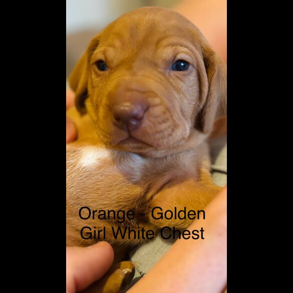 Hungarian Vizsla - Both