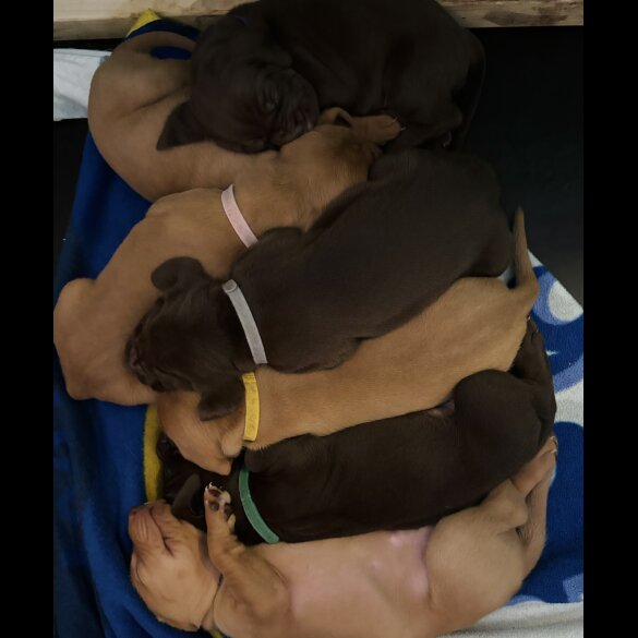 Hungarian Vizsla - Both