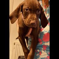 Hungarian Vizsla - Both