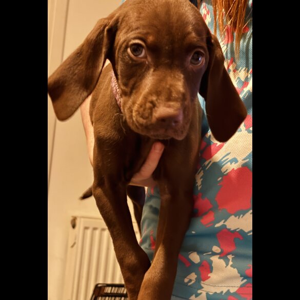 Hungarian Vizsla - Both