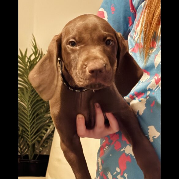 Hungarian Vizsla - Both