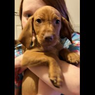 Hungarian Vizsla - Both
