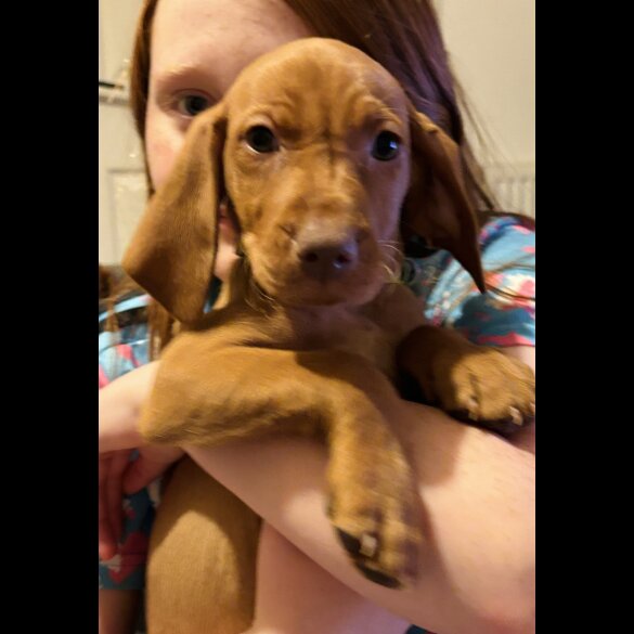 Hungarian Vizsla - Both