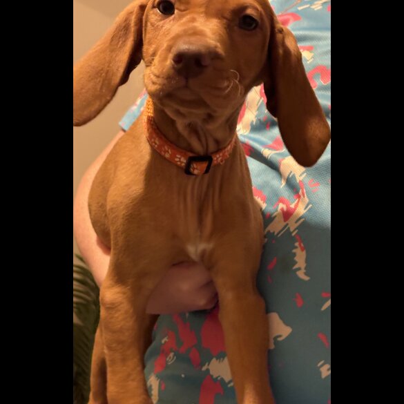 Hungarian Vizsla - Both