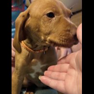 Hungarian Vizsla - Both