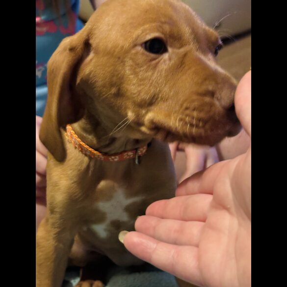 Hungarian Vizsla - Both