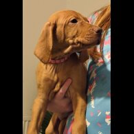 Hungarian Vizsla - Both