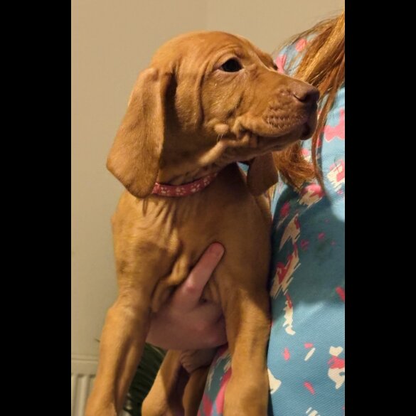 Hungarian Vizsla - Both