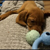Hungarian Vizsla - Both