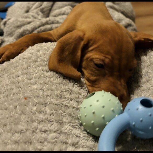Hungarian Vizsla - Both