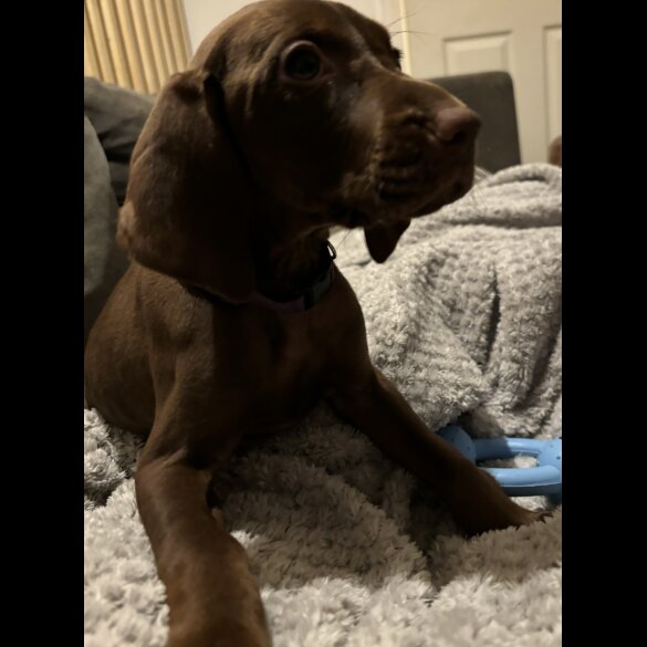Hungarian Vizsla - Both