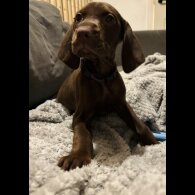 Hungarian Vizsla - Both