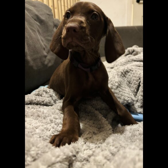 Hungarian Vizsla - Both