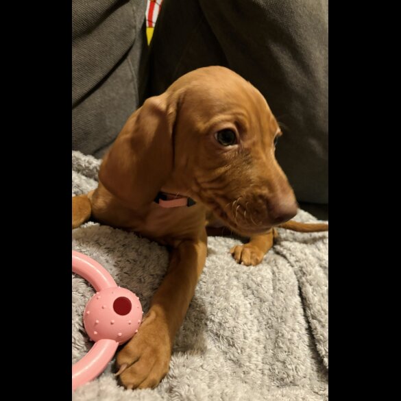 Hungarian Vizsla - Both