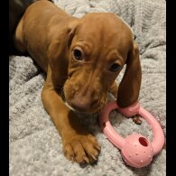 Hungarian Vizsla - Both