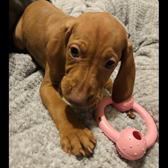 Hungarian Vizsla - Both