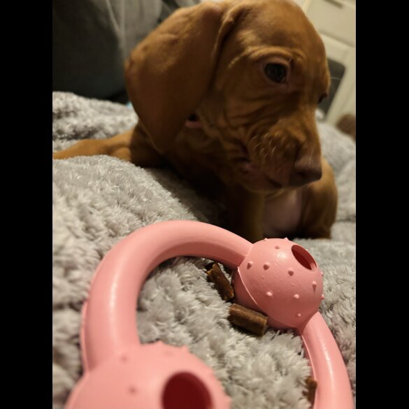 Hungarian Vizsla - Both