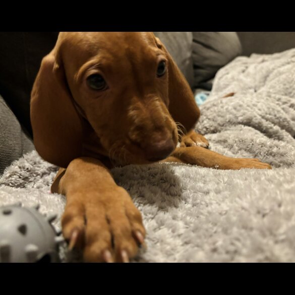 Hungarian Vizsla - Both