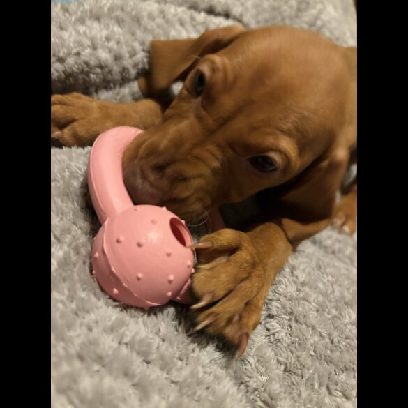 Hungarian Vizsla - Both