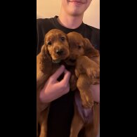 Irish Red and White Setter - Both