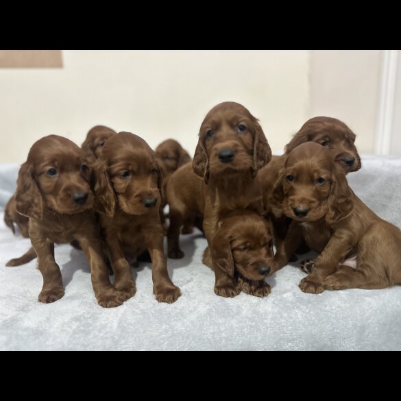 Irish Red and White Setter - Both