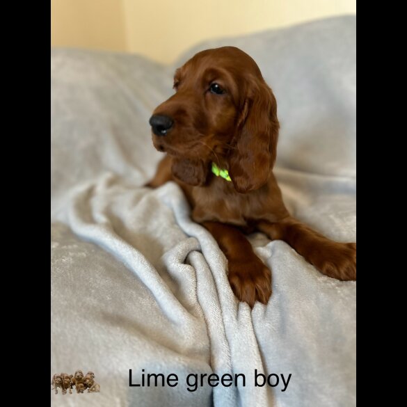 Irish Red and White Setter - Both