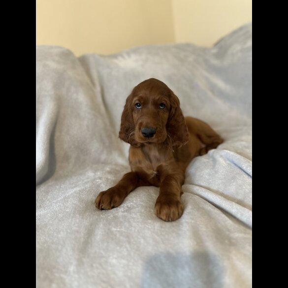 Irish Red and White Setter - Both