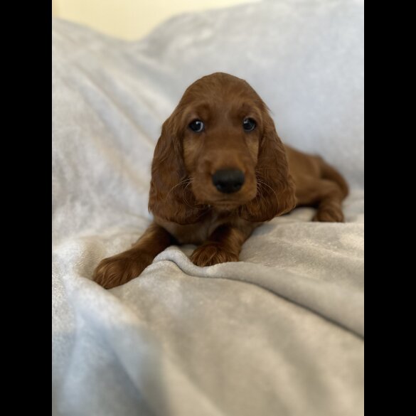 Irish Red and White Setter - Both