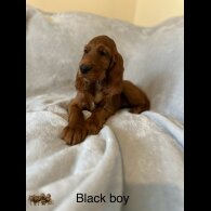 Irish Red and White Setter - Both