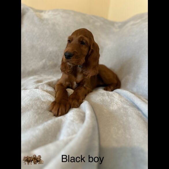 Irish Red and White Setter - Both