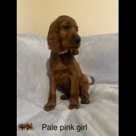 Irish Red and White Setter - Both