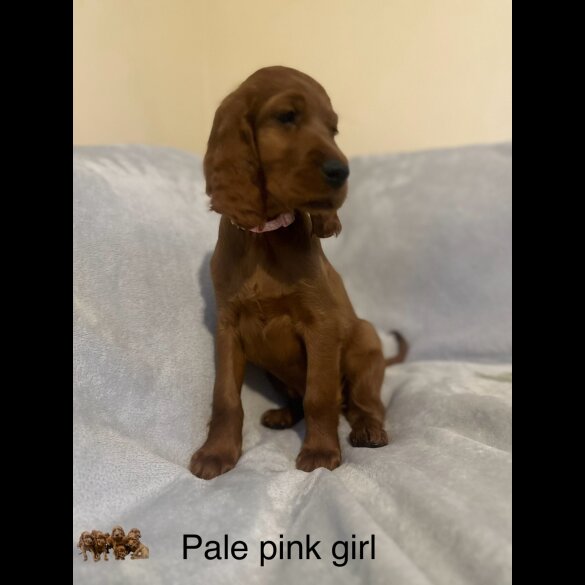 Irish Red and White Setter - Both