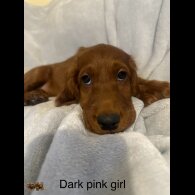 Irish Red and White Setter - Both