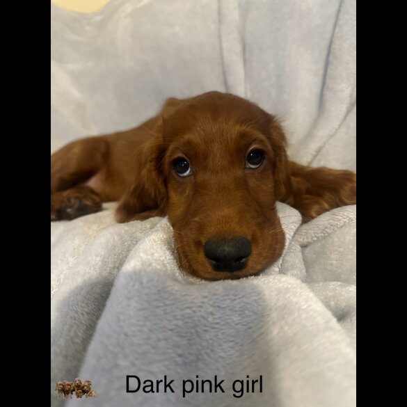 Irish Red and White Setter - Both