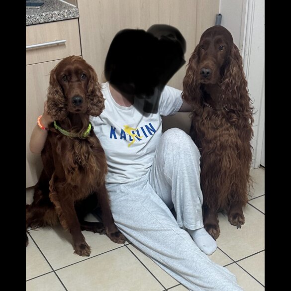 Irish Red and White Setter - Both