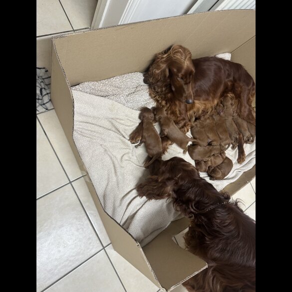 Irish Red and White Setter - Both