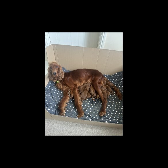 Irish Red and White Setter - Both