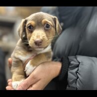 Jack Russell - Both