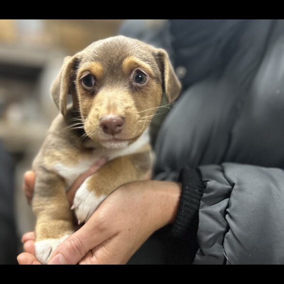 Jack Russell - Both