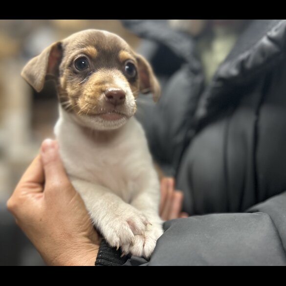 Jack Russell - Both