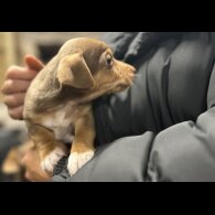 Jack Russell - Both