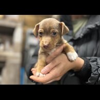 Jack Russell - Both
