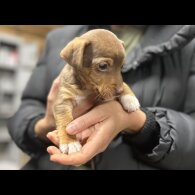 Jack Russell - Both