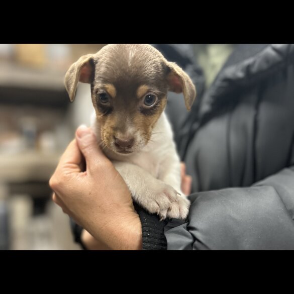 Jack Russell - Both