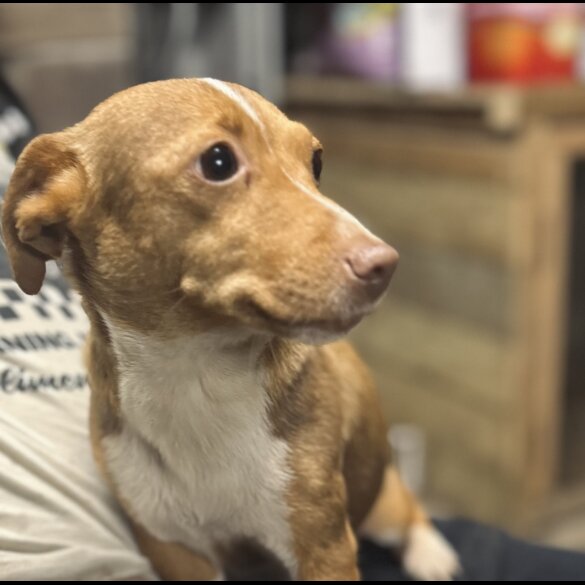 Jack Russell - Both