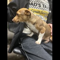 Jack Russell - Both