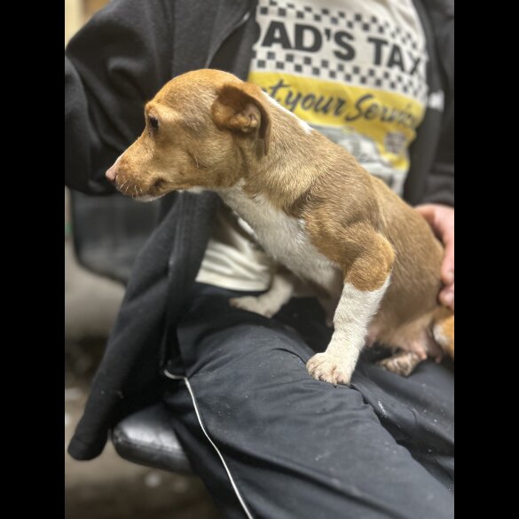 Jack Russell - Both