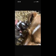 Jack Russell - Both