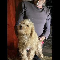 Jackapoo - Dogs